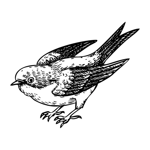 Decorative swallow bird sketch. Hand drawn vector illustration. Vintage swift bird. NOT AI generated